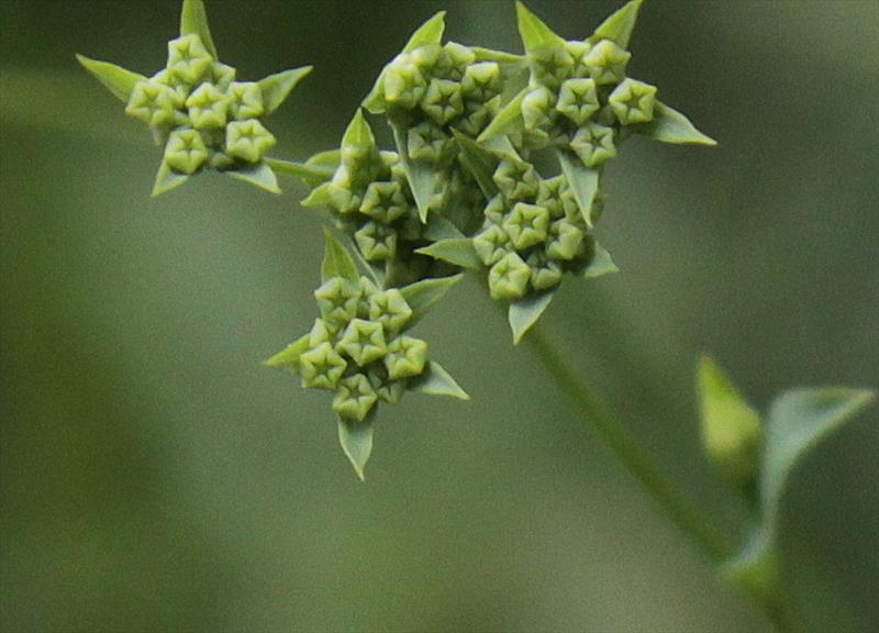 Bupleurum falcatum (door Peter Meininger)