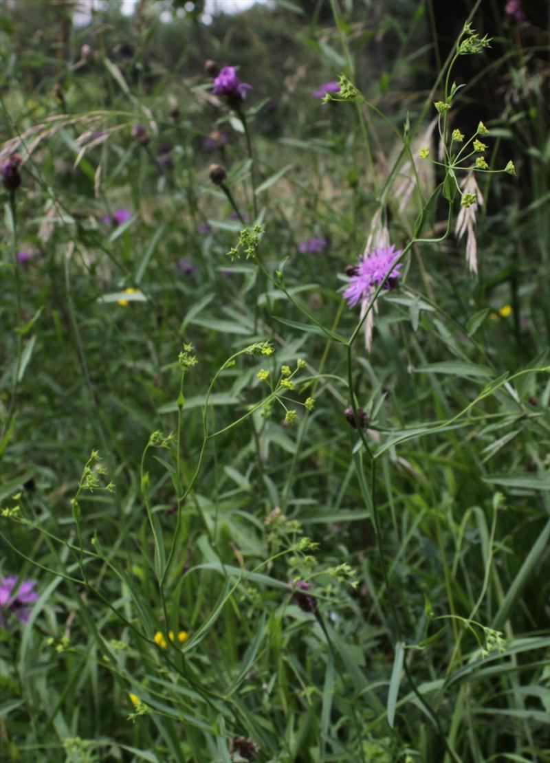 Bupleurum falcatum (door Peter Meininger)