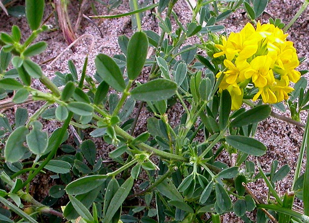 Medicago falcata (door Peter Meininger)