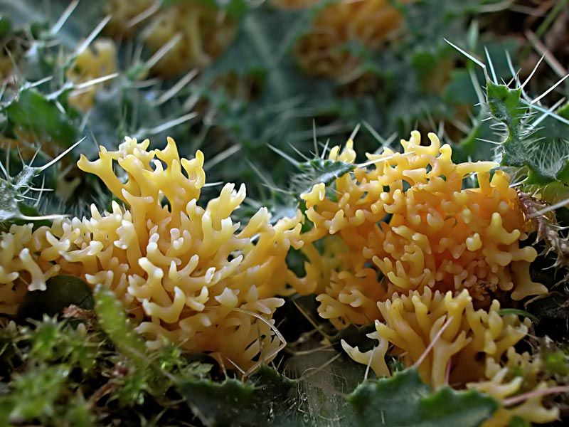 Clavulinopsis corniculata (door Gerben Winkel)