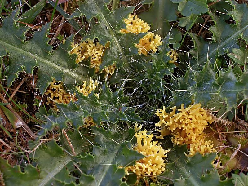 Clavulinopsis corniculata (door Gerben Winkel)