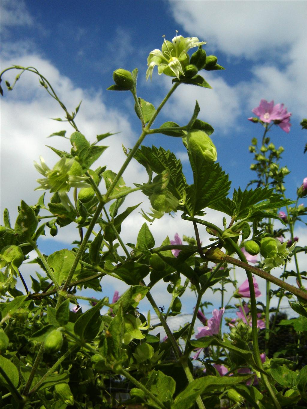 Silene baccifera (door Ruud Beringen)