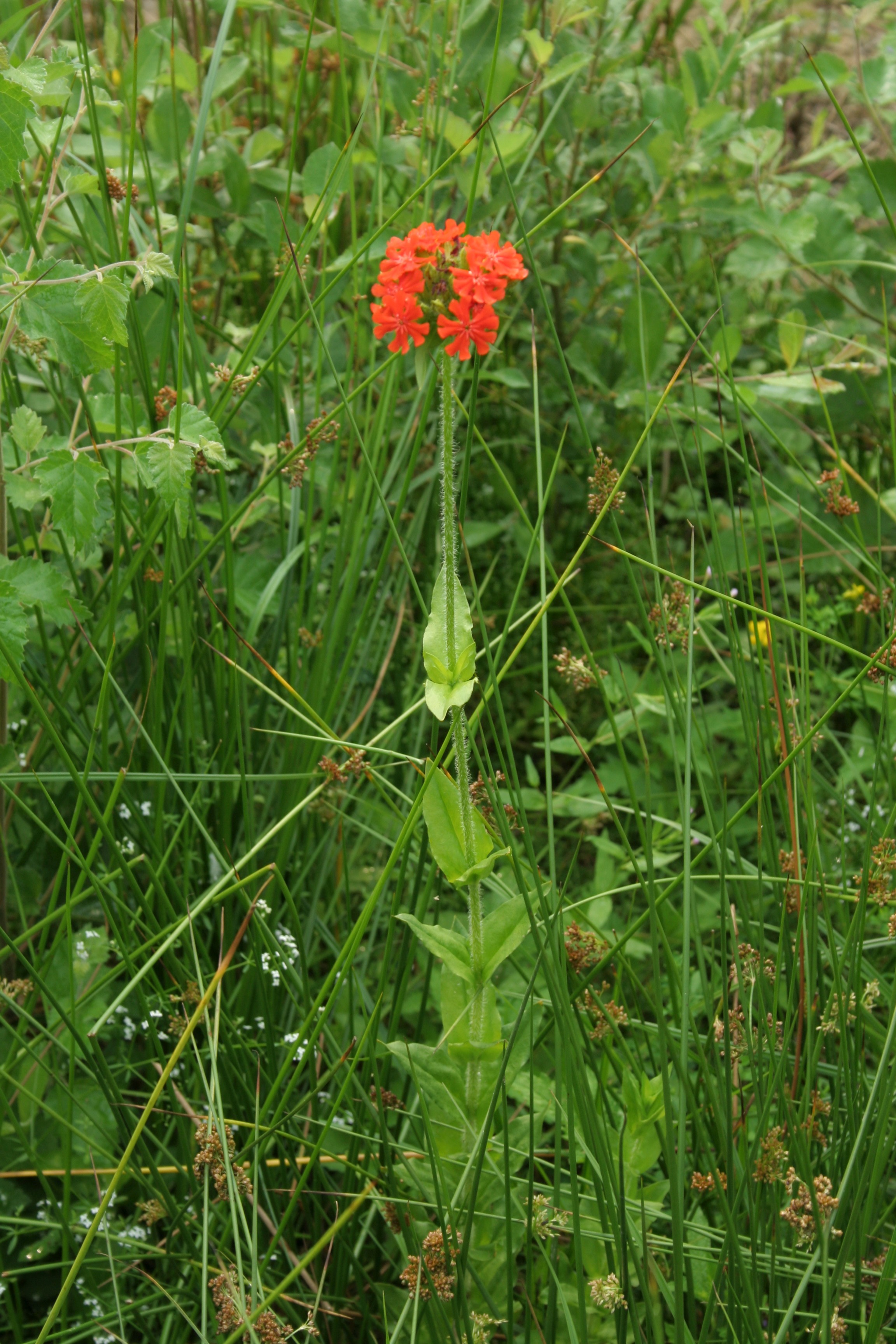 Silene chalcedonica (door Pieter Stolwijk)