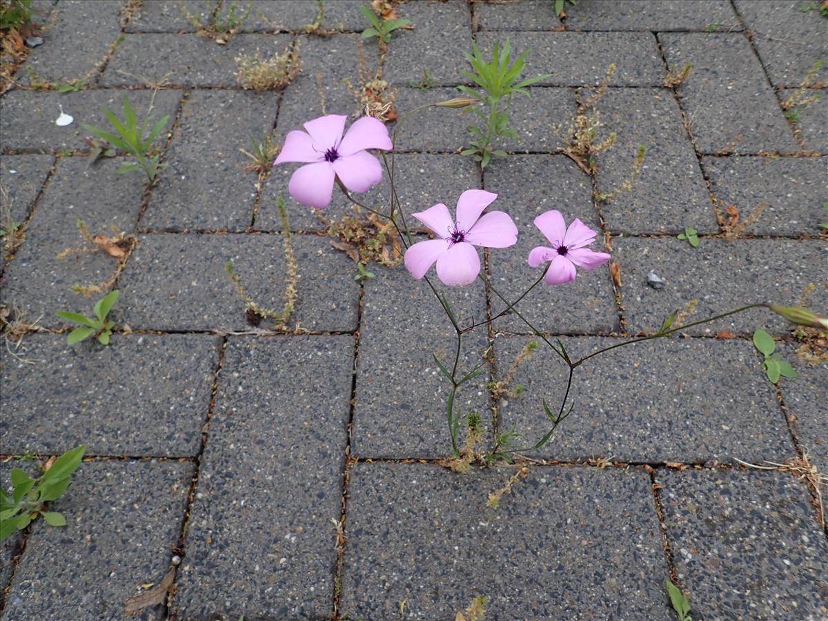 Silene coeli-rosa (door Aad van Diemen)