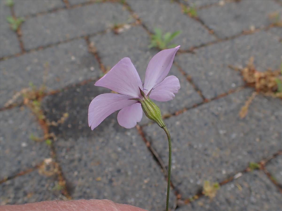 Silene coeli-rosa (door Aad van Diemen)