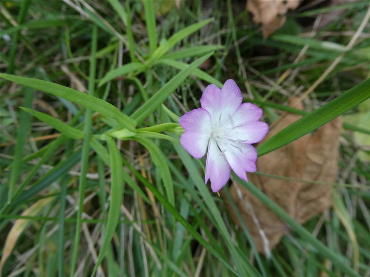 Silene coeli-rosa (door Claud Biemans)