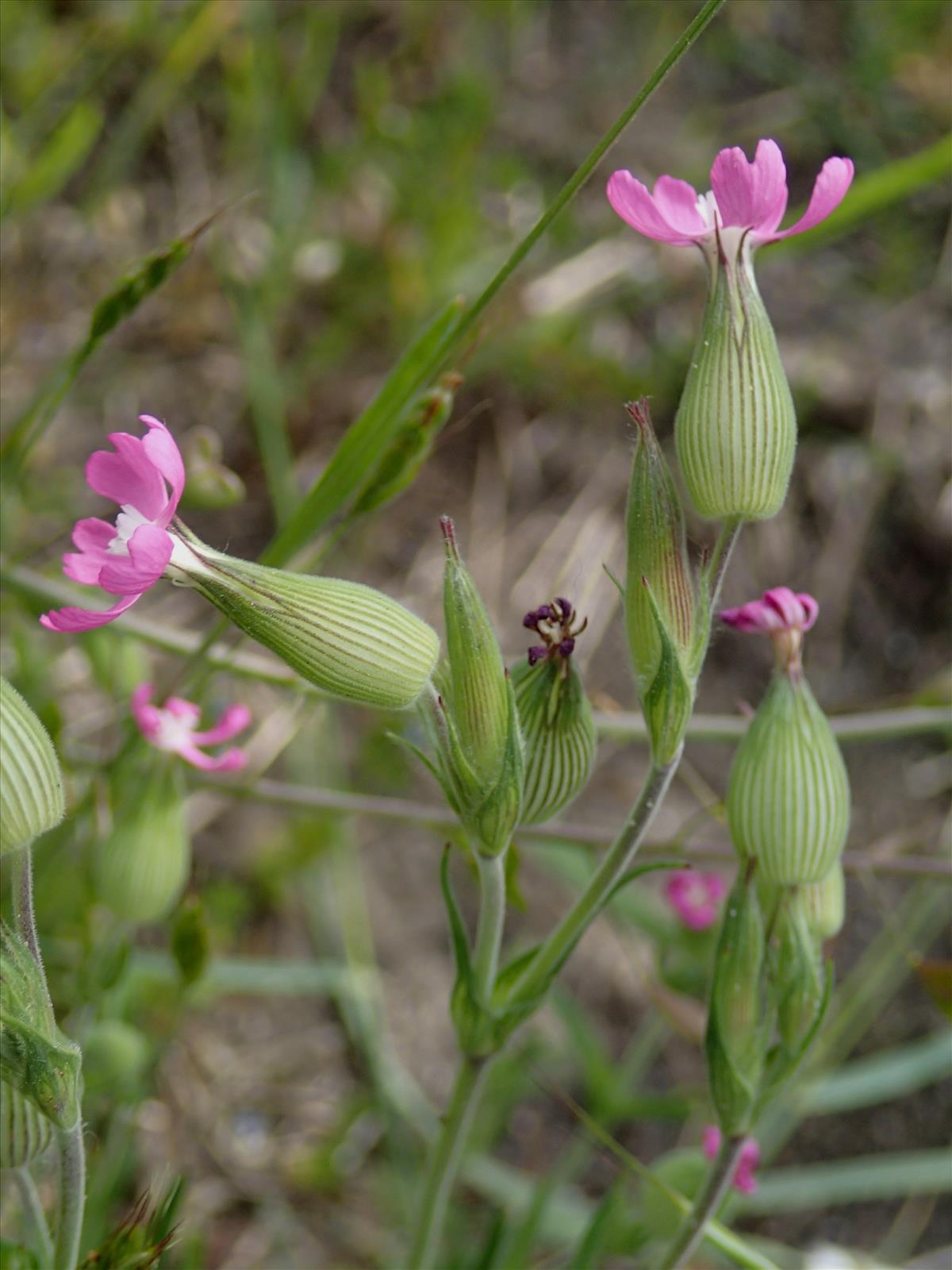 Silene conica (door Adrie van Heerden)