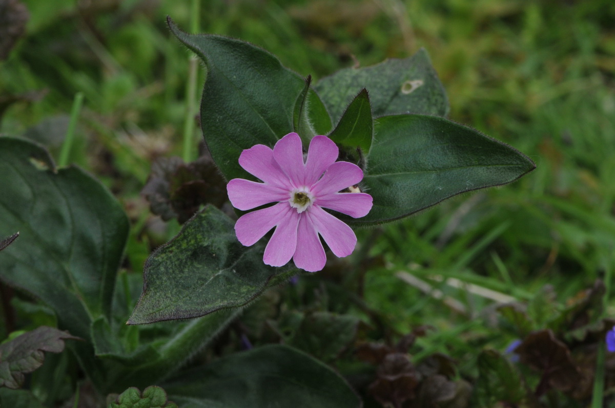 Silene dioica (door Hans Toetenel)