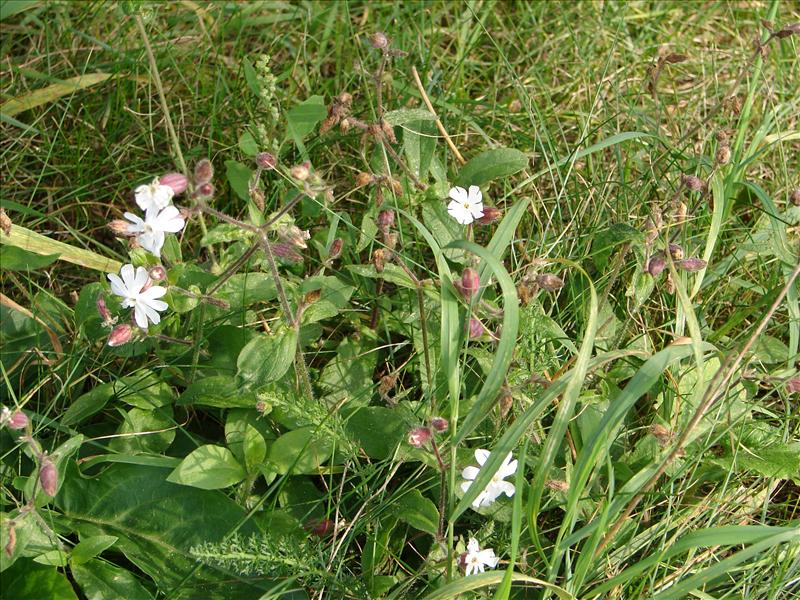 Silene latifolia subsp. alba (door Adrie van Heerden)