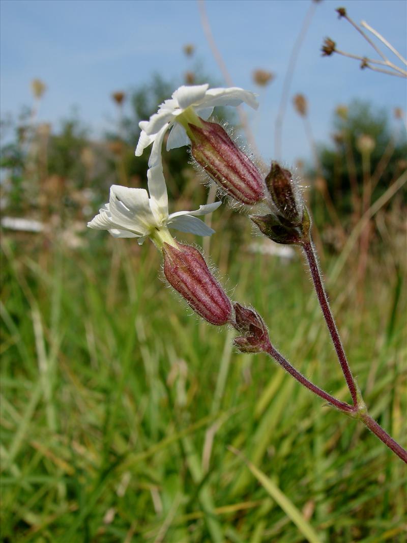 Silene latifolia subsp. alba (door Adrie van Heerden)