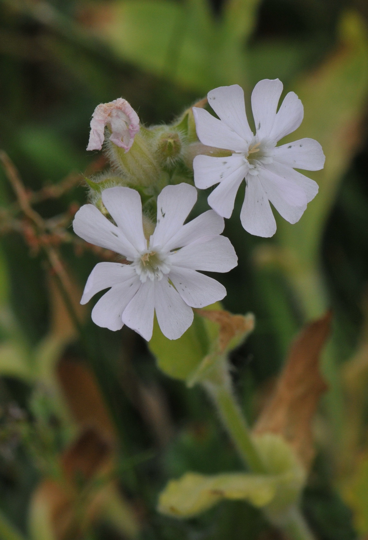 Silene latifolia (door Hans Toetenel)