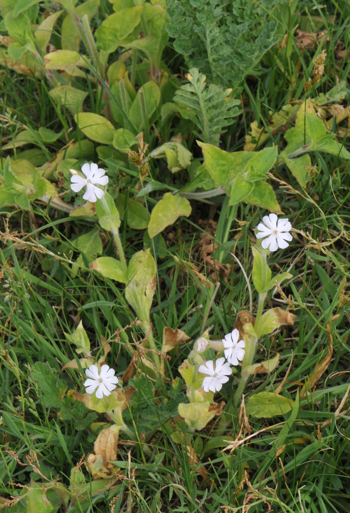 Silene latifolia (door Hans Toetenel)