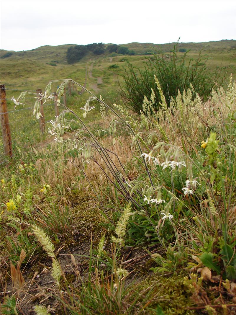 Silene nutans (door Adrie van Heerden)