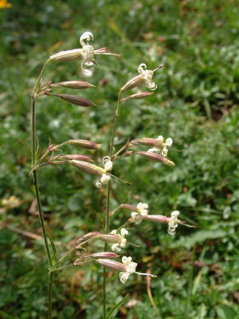 Silene nutans (door Adrie van Heerden)