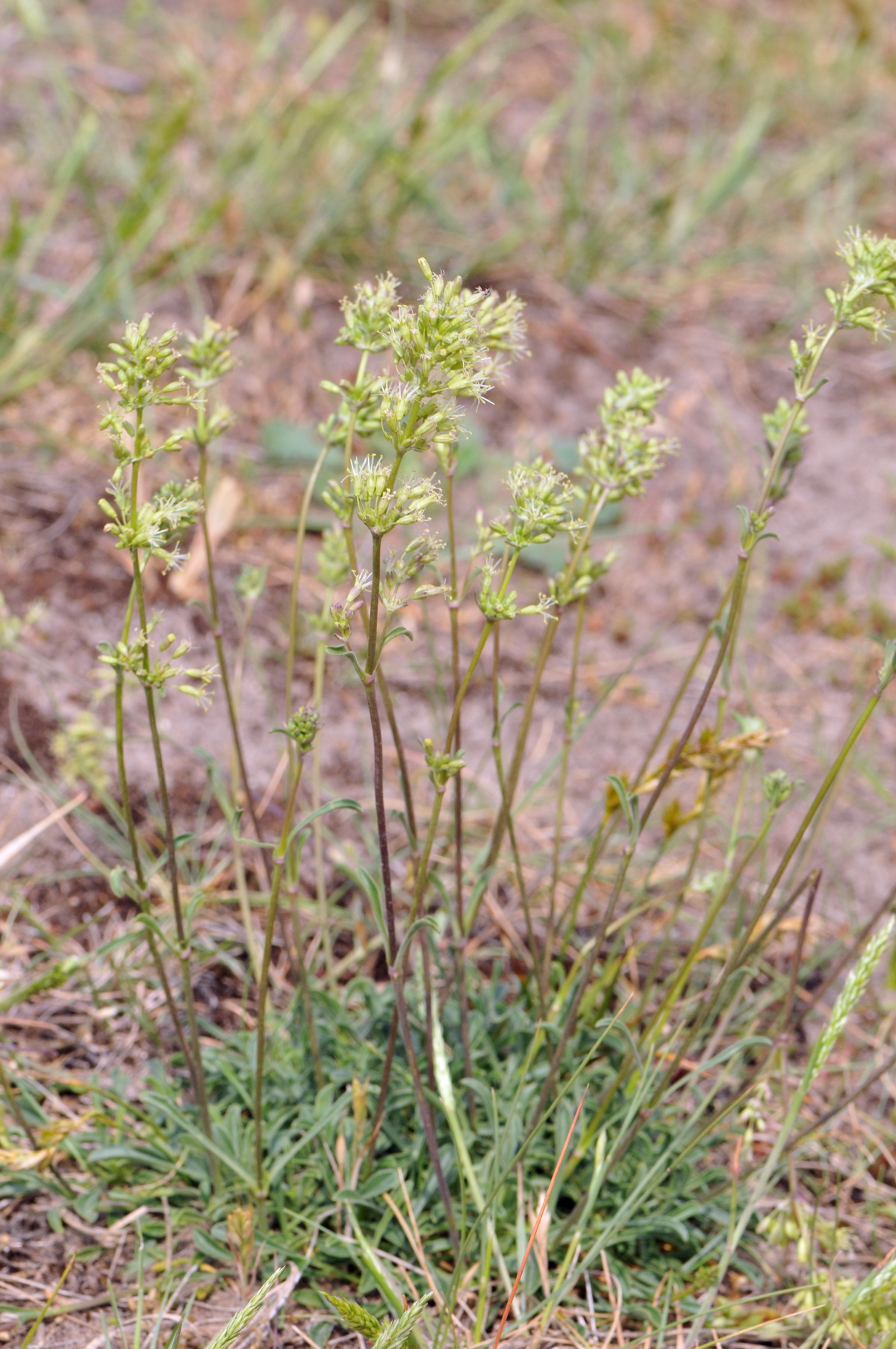 Silene otites (door Hans Toetenel)