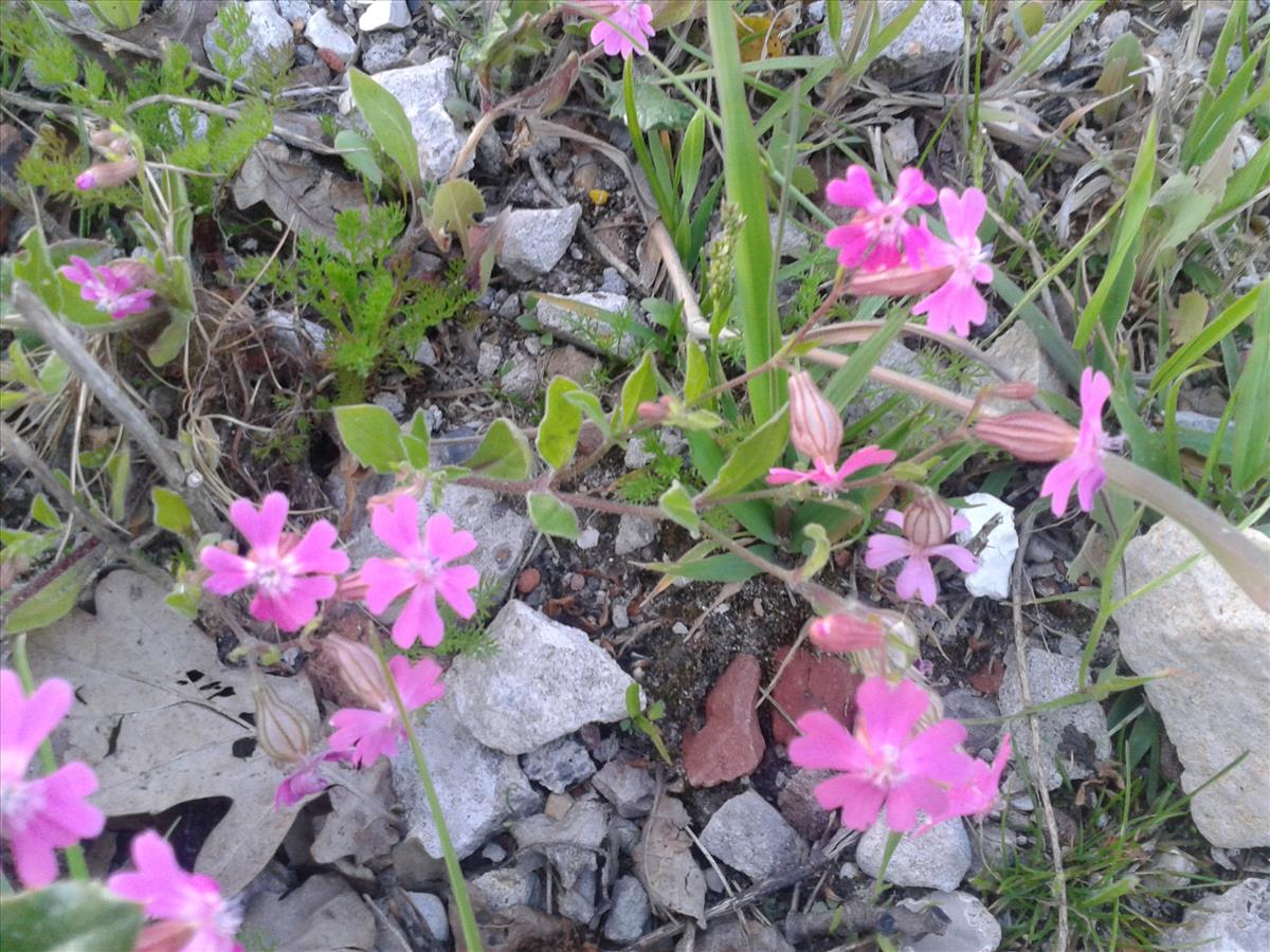 Silene pendula (door Stef van Walsum)