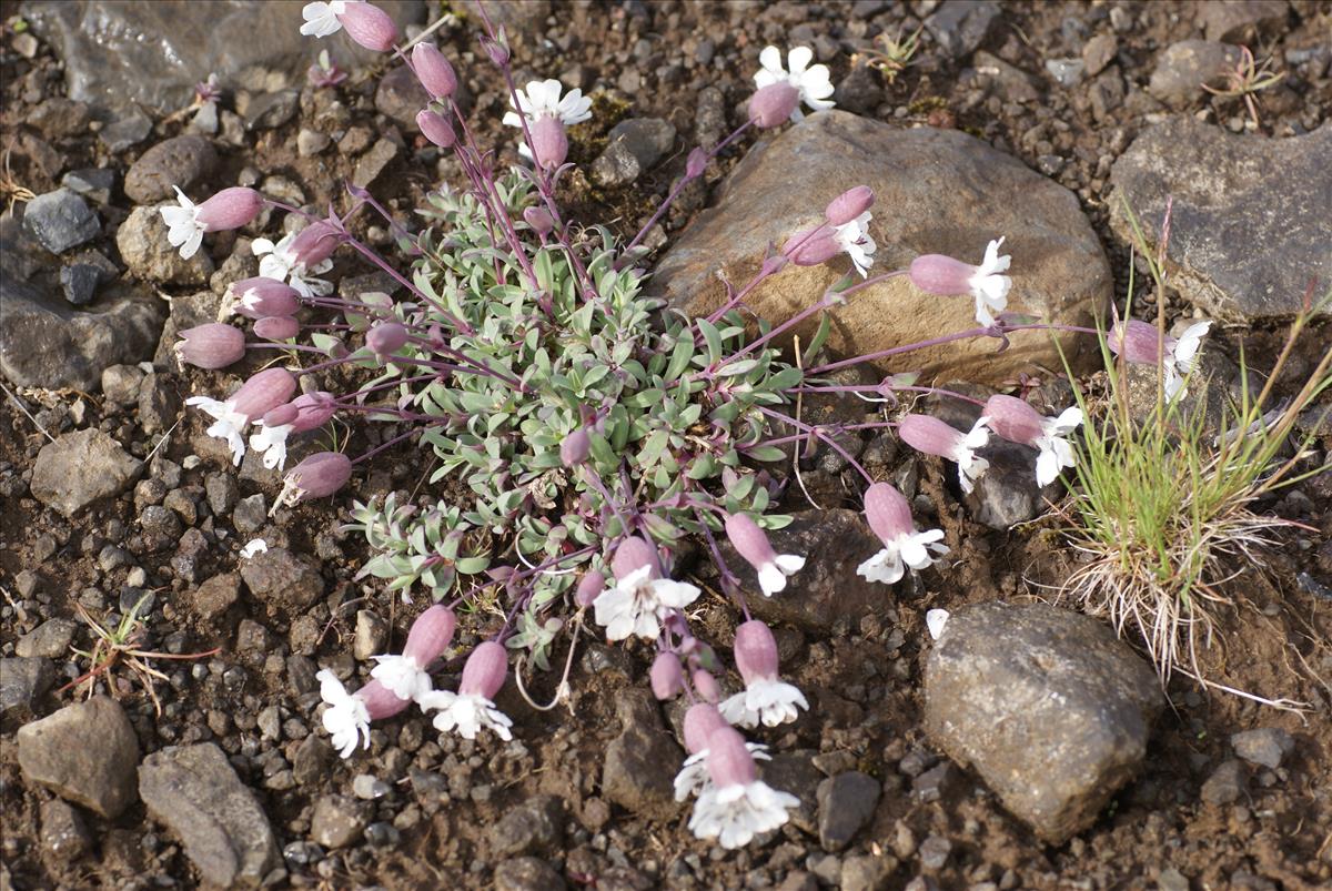 Silene uniflora (door Adrie van Heerden)