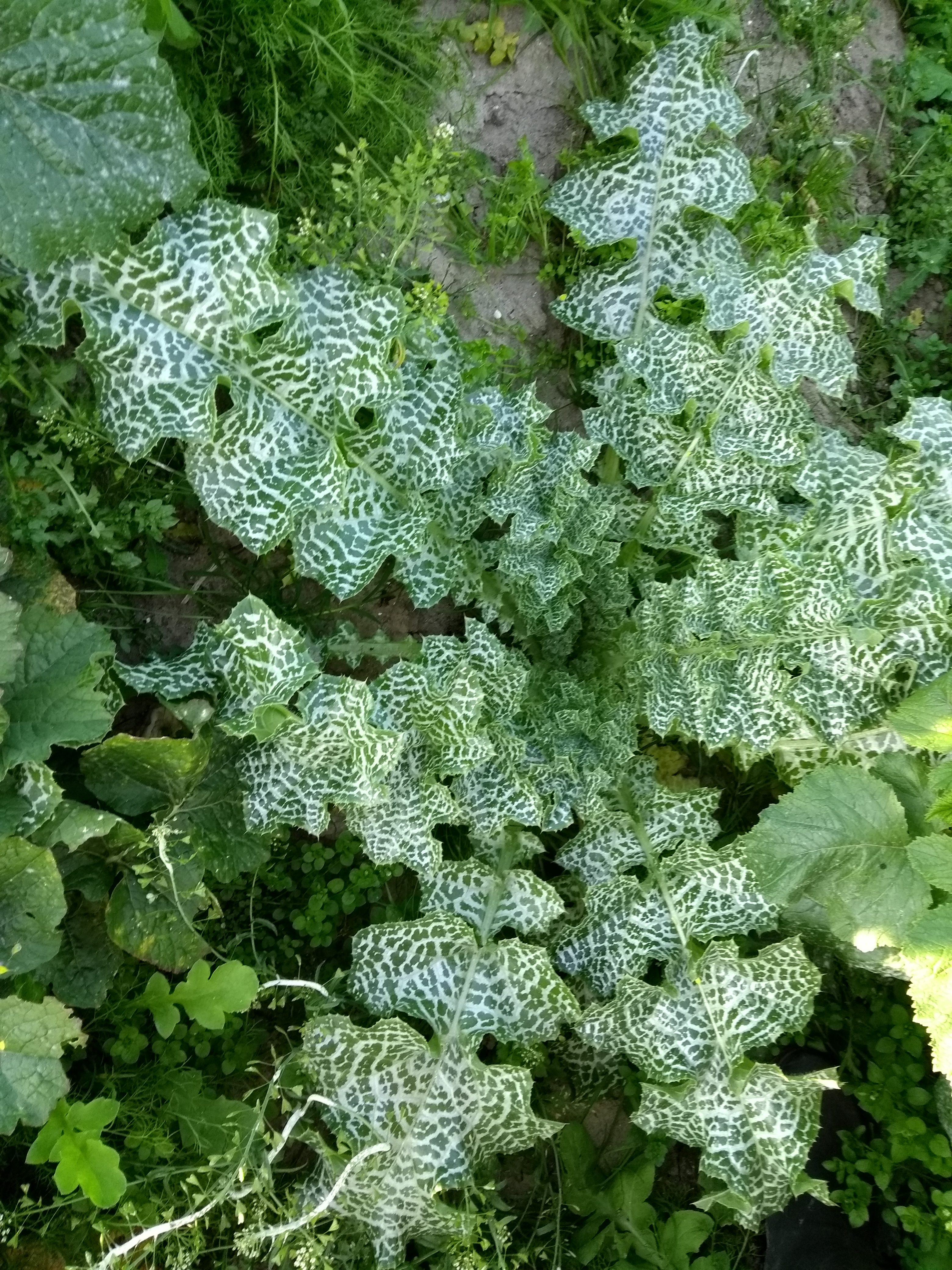 Silybum marianum (door Niels Jeurink)