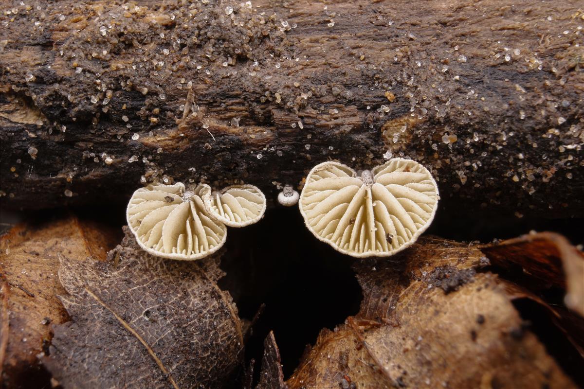 Simocybe haustellaris f. tetraspora (door José Langens)