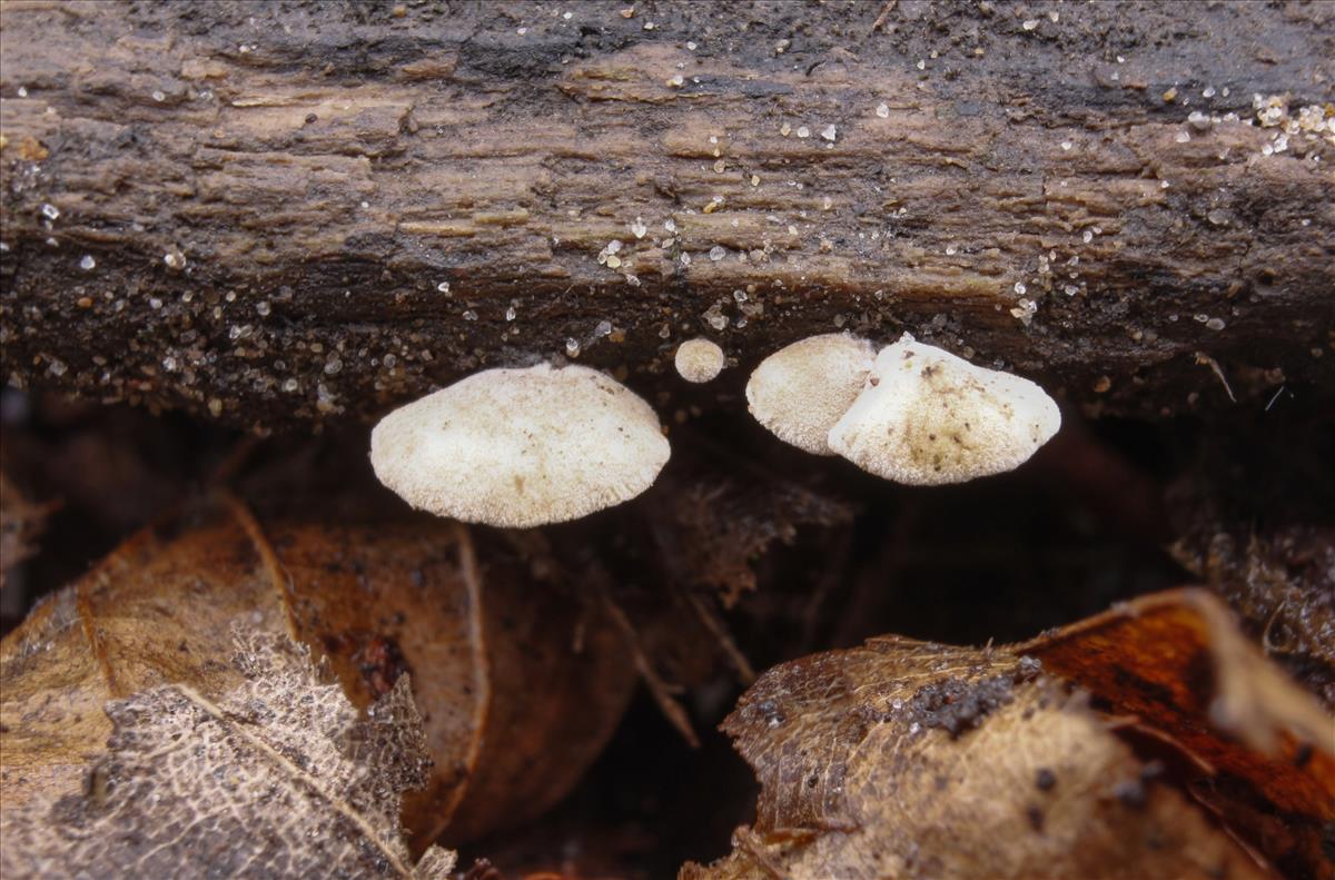 Simocybe haustellaris f. tetraspora (door José Langens)