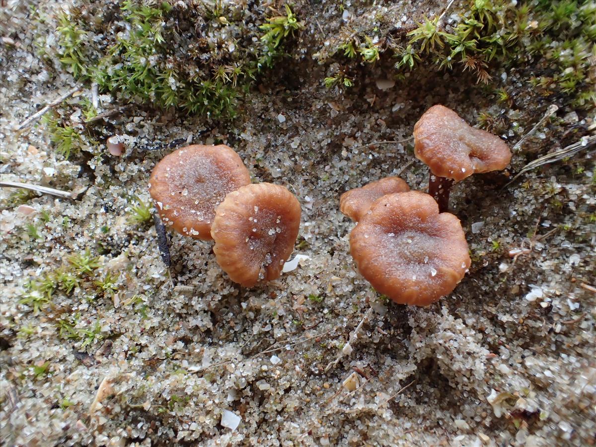 Simocybe maritima (door Leo Jalink)