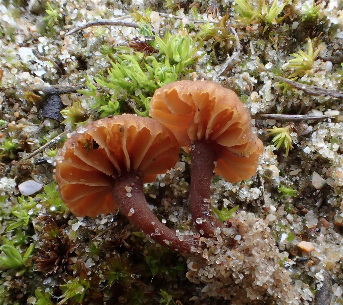 Simocybe maritima (door Leo Jalink)