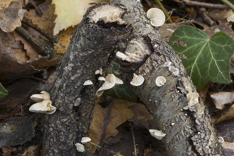 Simocybe haustellaris (door Nico Dam)