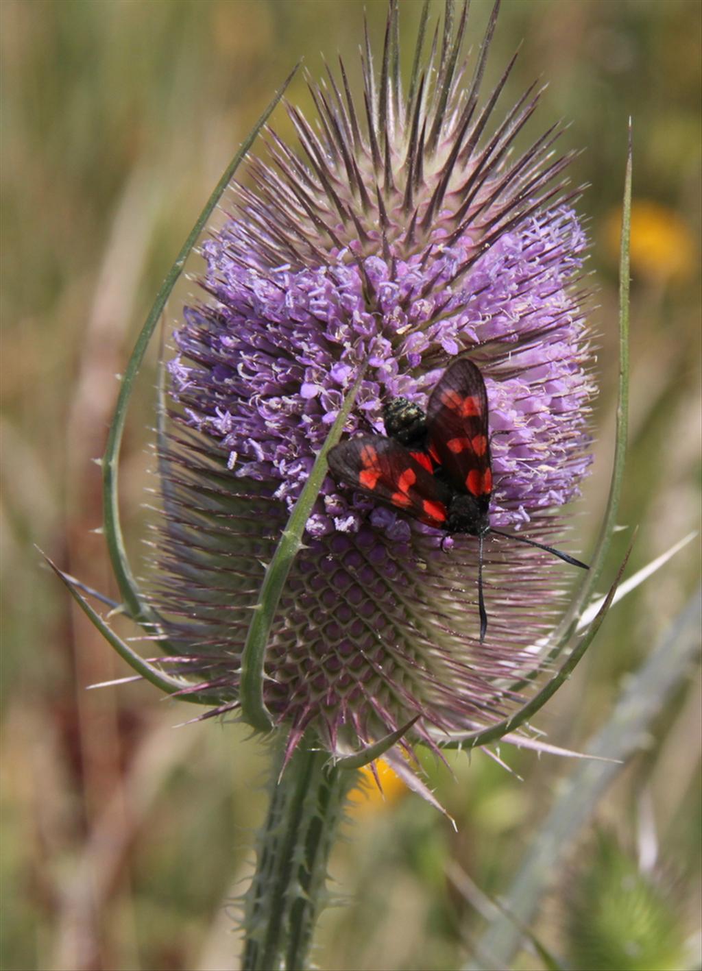 Dipsacus fullonum (door Peter Meininger)