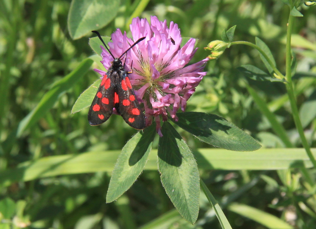 Trifolium pratense (door Peter Meininger)