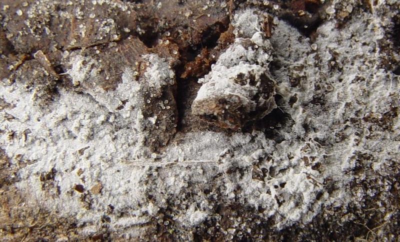 Sistotrema octosporum (door Hermien Wassink)
