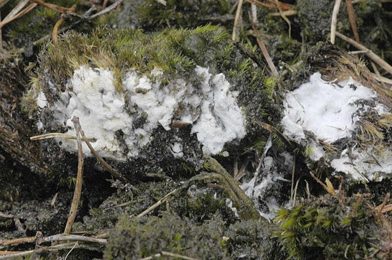 Sistotrema dennisii (door Nico Dam)