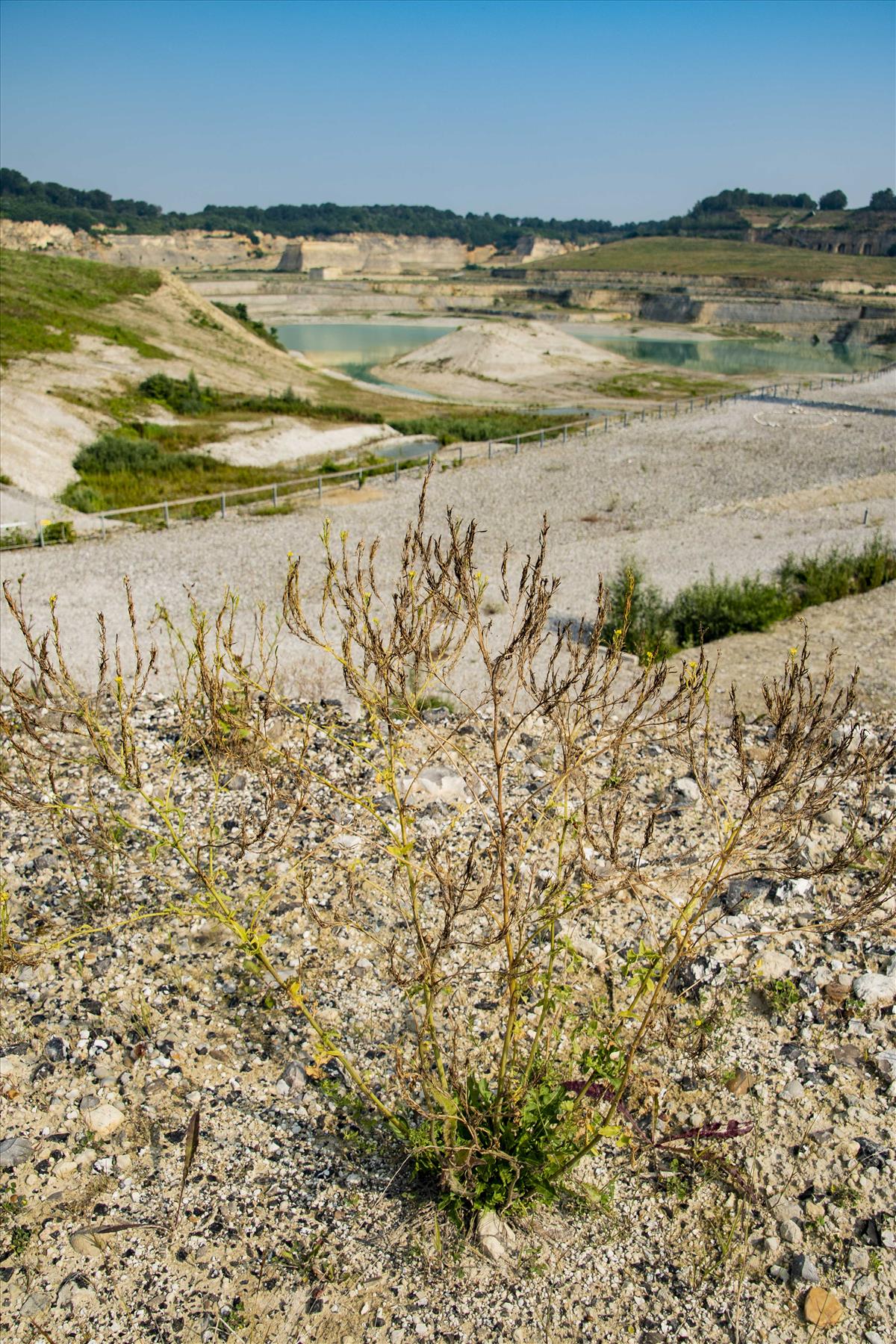 Sisymbrium austriacum subsp. chrysanthum (door Nils van Rooijen)