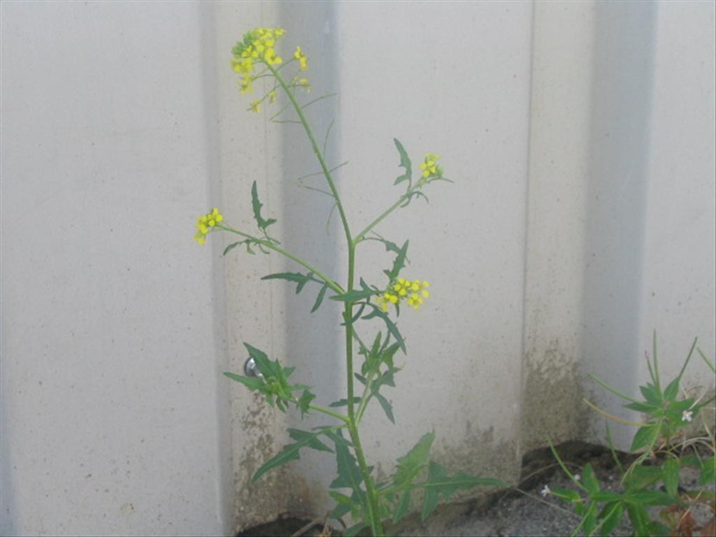 Sisymbrium loeselii (door Pieter Stolwijk)