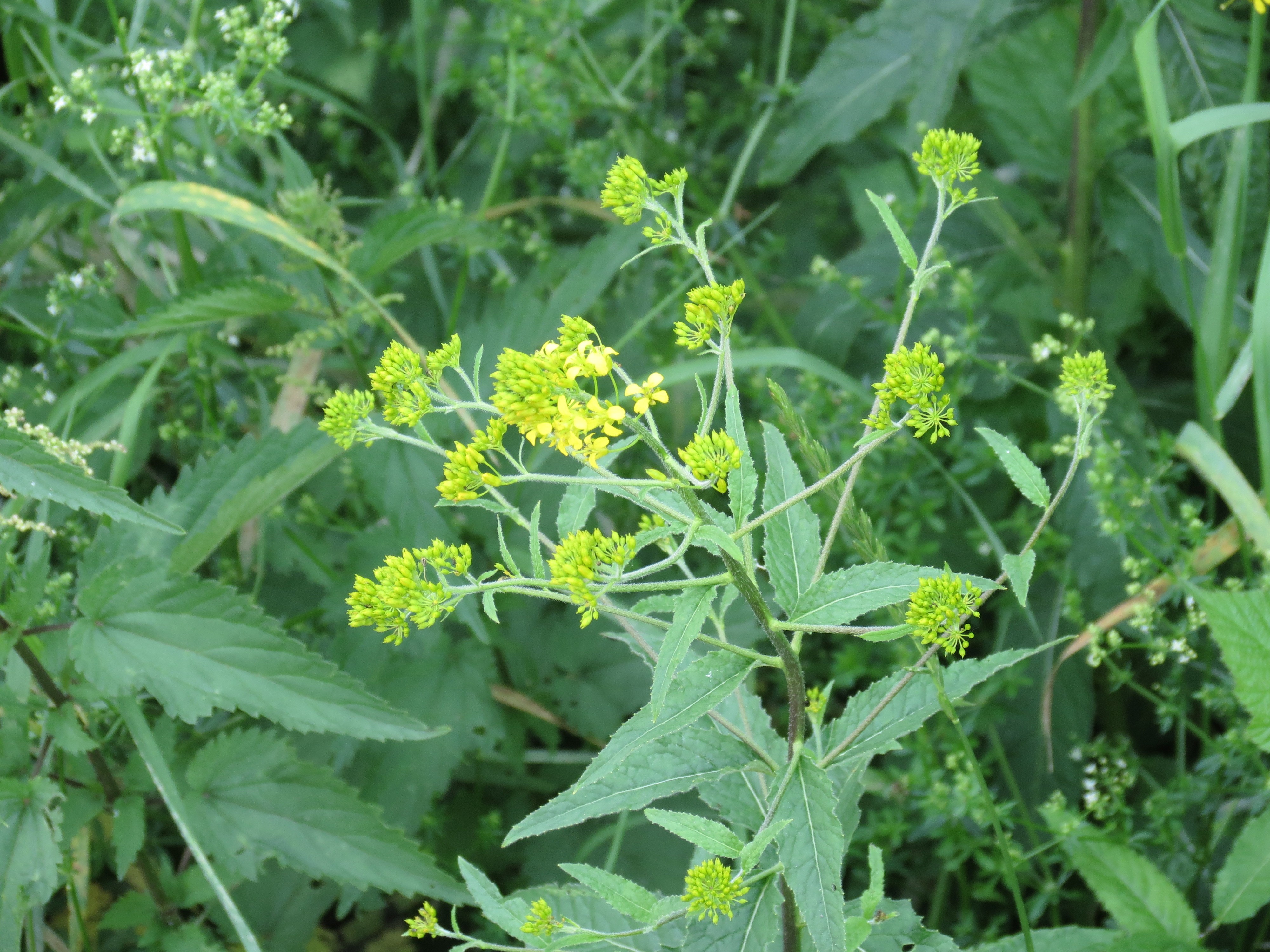 Sisymbrium strictissimum (door Pieter Stolwijk)