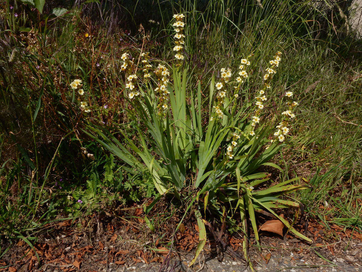 Sisyrinchium striatum (door Ed Stikvoort | Saxifraga)