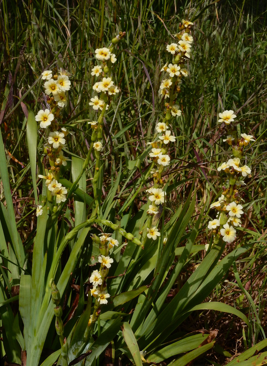 Sisyrinchium striatum (door Ed Stikvoort | Saxifraga)