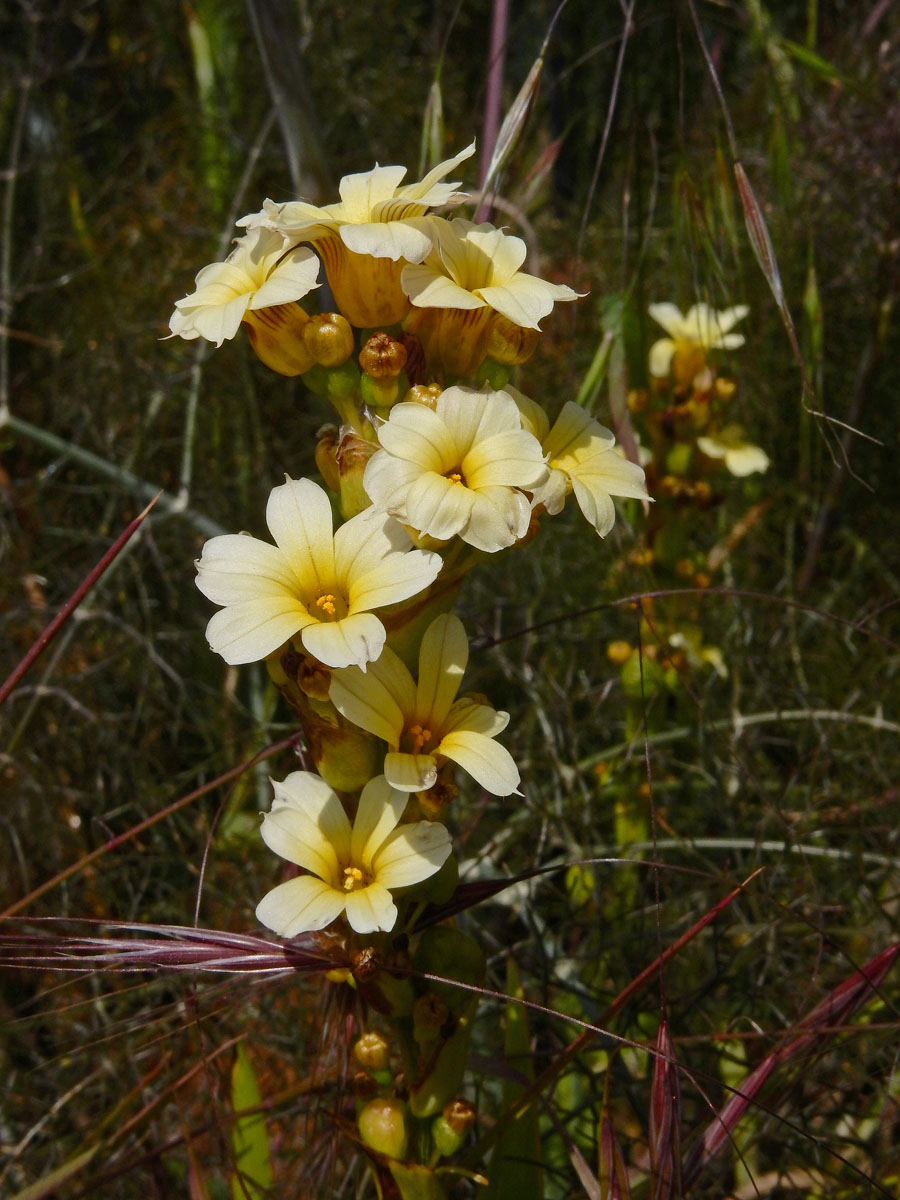 Sisyrinchium striatum (door Ed Stikvoort | Saxifraga)