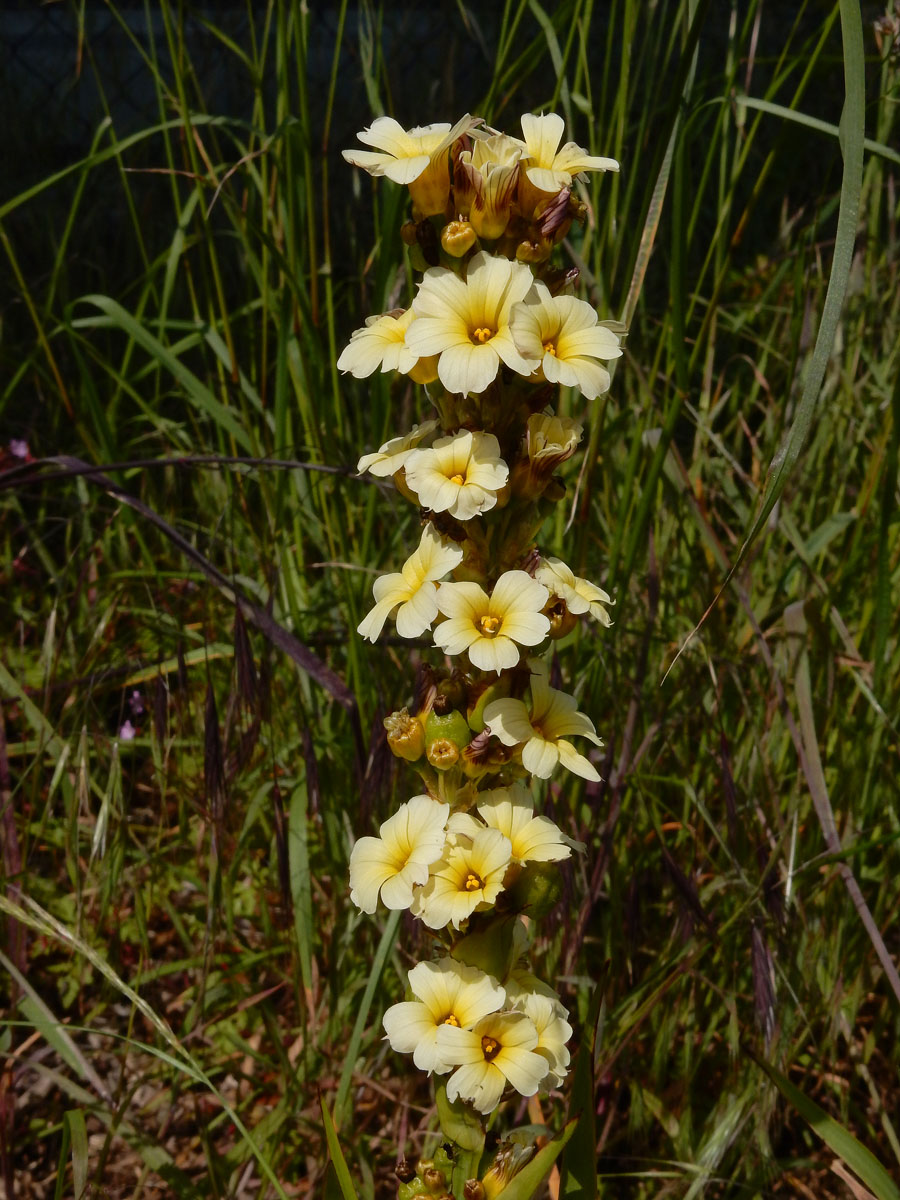 Sisyrinchium striatum (door Ed Stikvoort | Saxifraga)