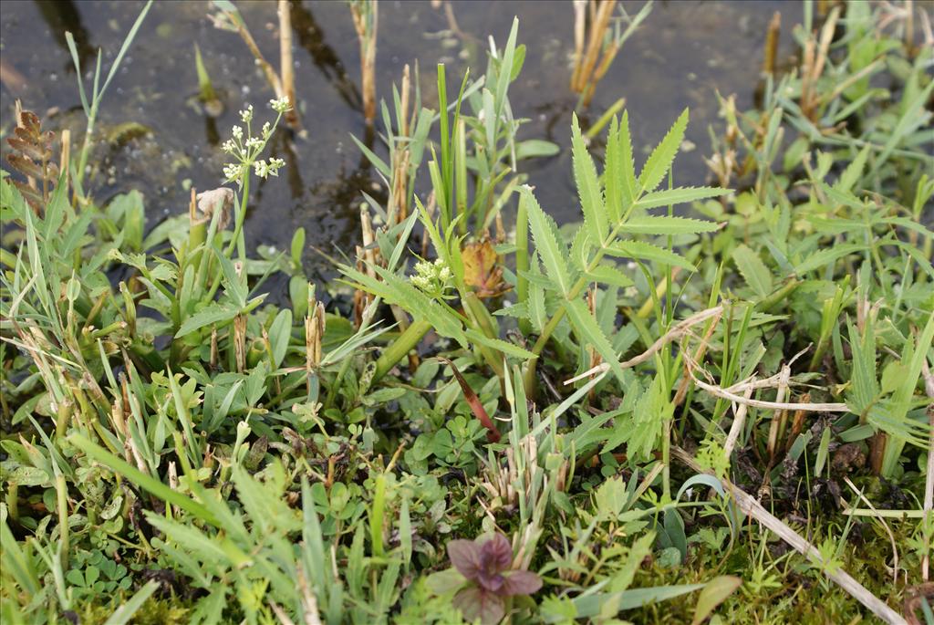 Sium latifolium (door Adrie van Heerden)