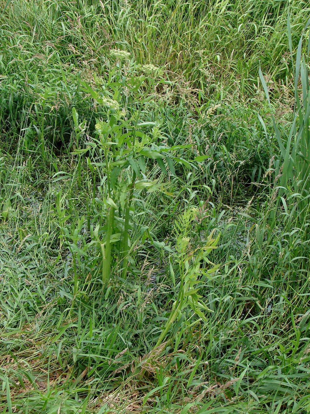 Sium latifolium (door Adrie van Heerden)