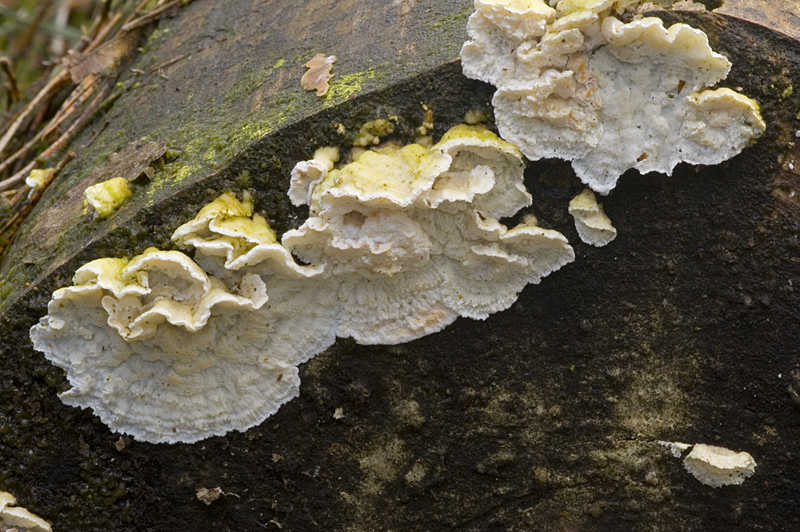 Skeletocutis amorpha (door Nico Dam)