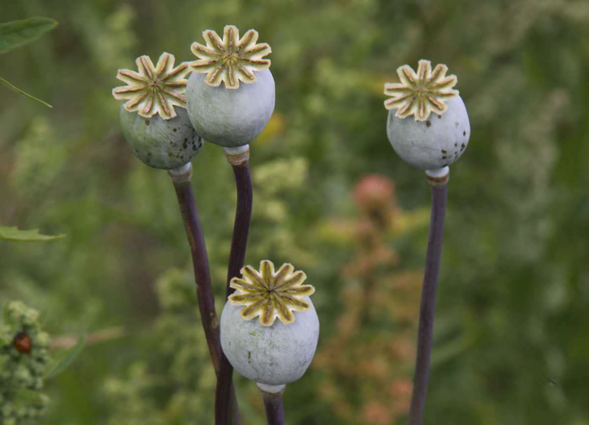 Papaver somniferum (door Peter Meininger)