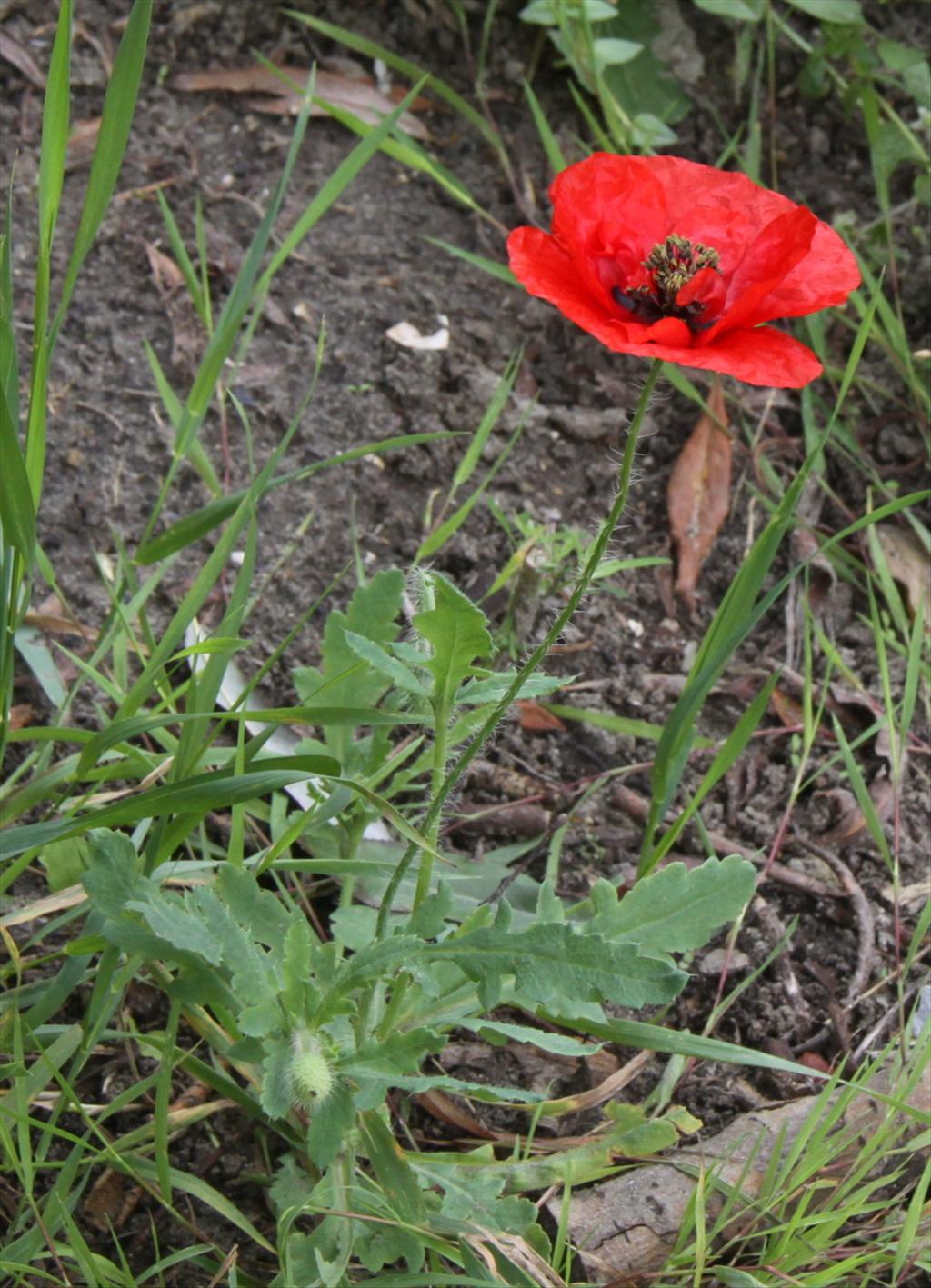 Papaver somniferum (door Peter Meininger)