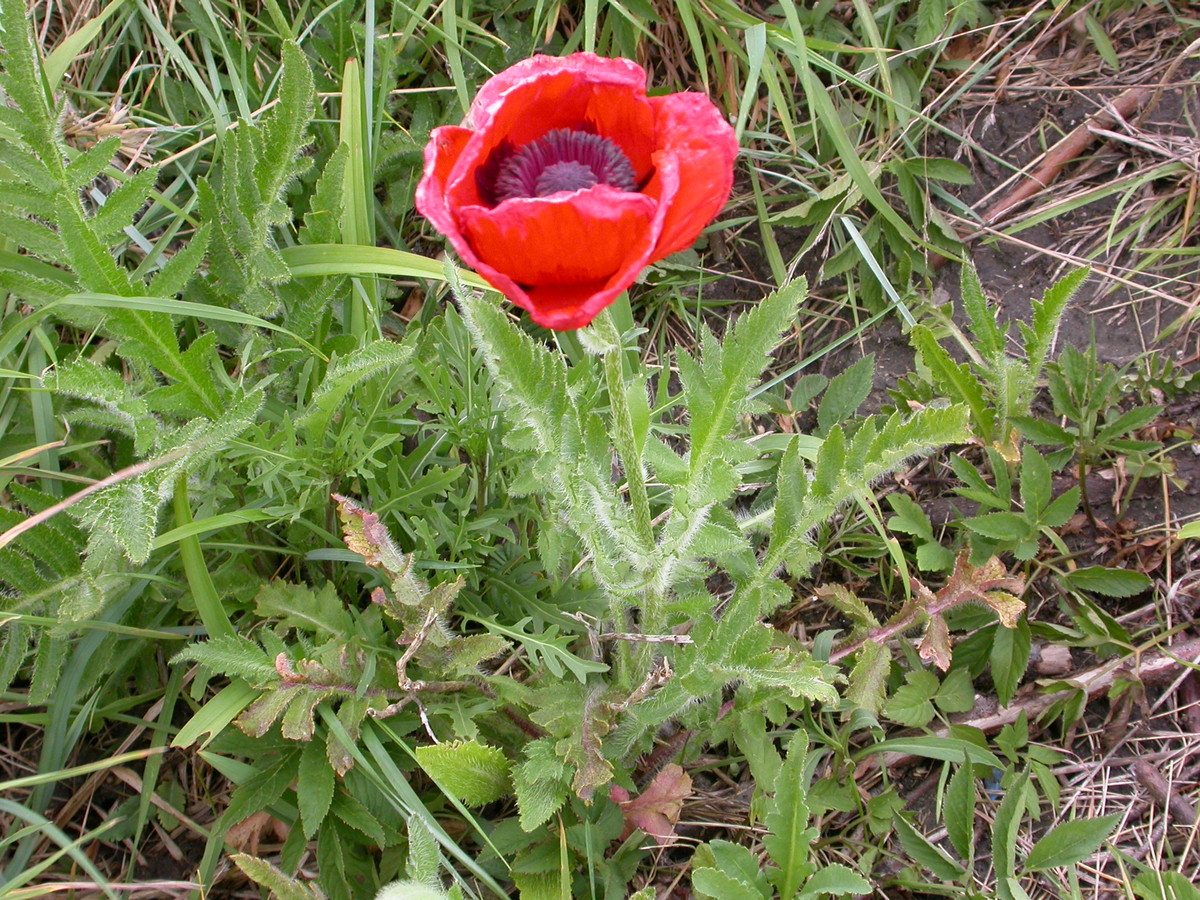 Papaver orientale (door Peter Meininger)