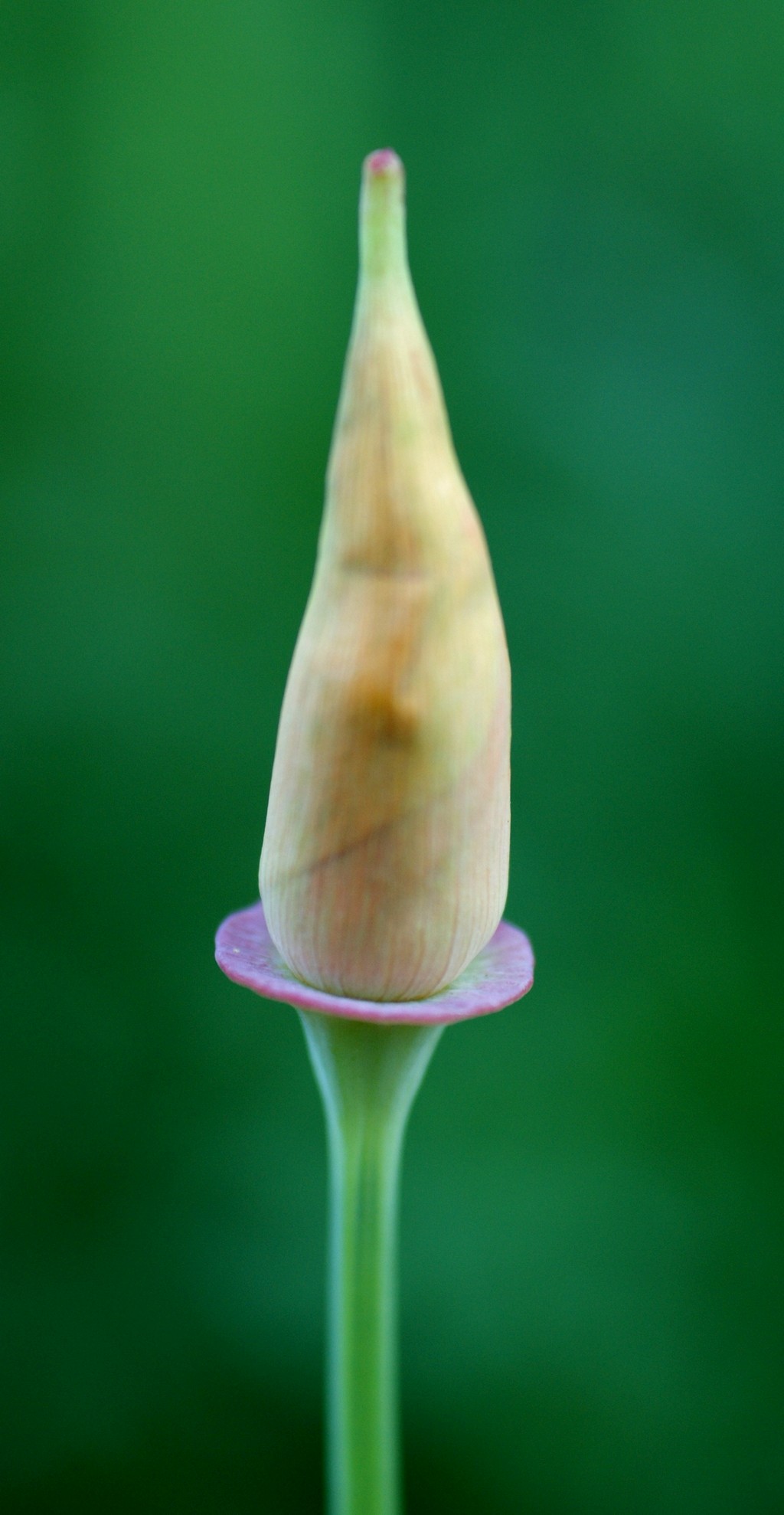 Eschscholzia californica (door Joke Schaminée-Sluis)