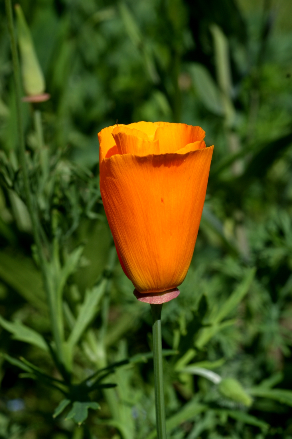 Eschscholzia californica (door Joke Schaminée-Sluis)