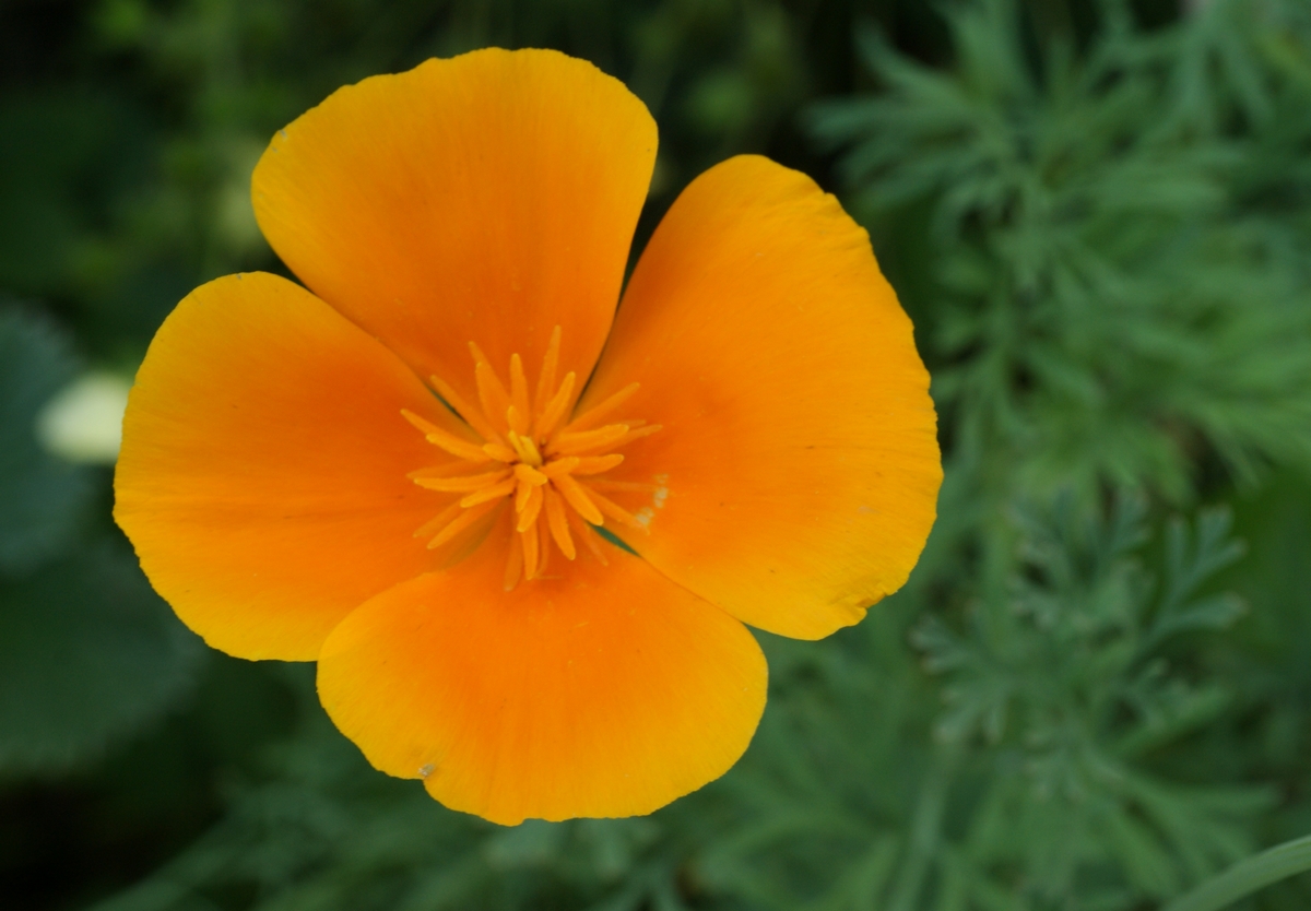 Eschscholzia californica (door Joke Schaminée-Sluis)