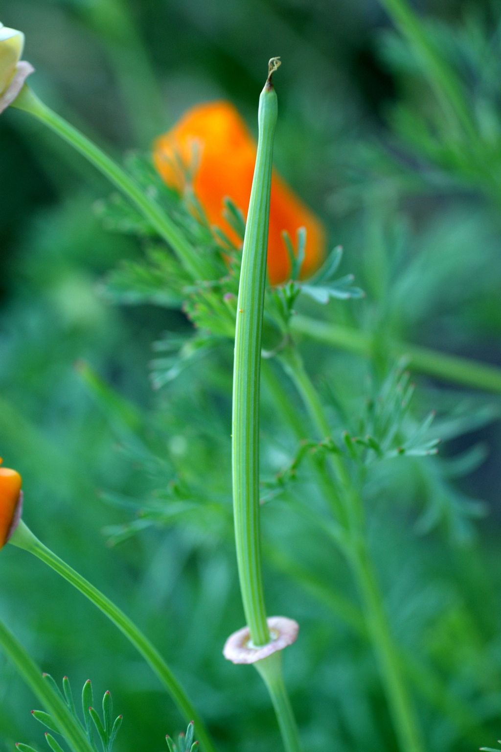 Eschscholzia californica (door Joke Schaminée-Sluis)