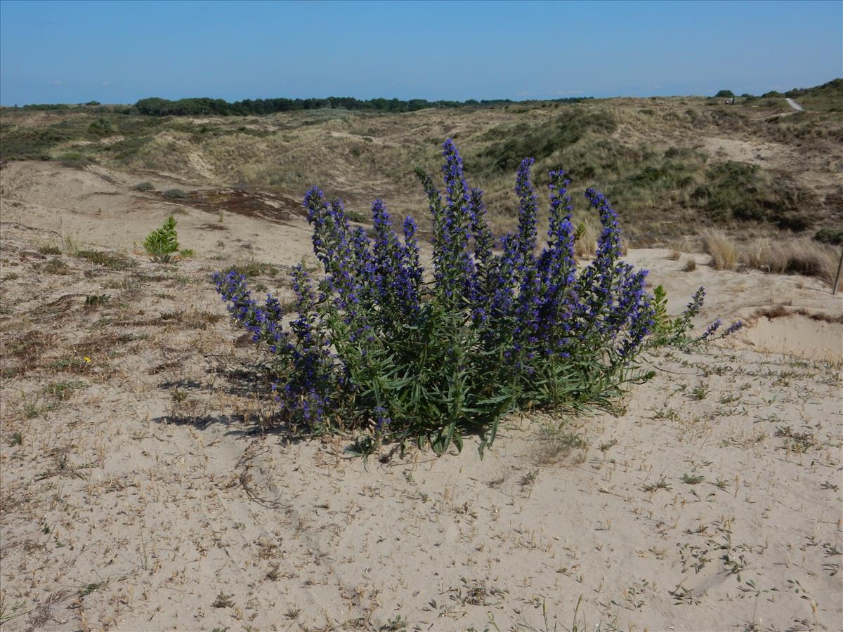 Echium vulgare (door Peter Meininger)