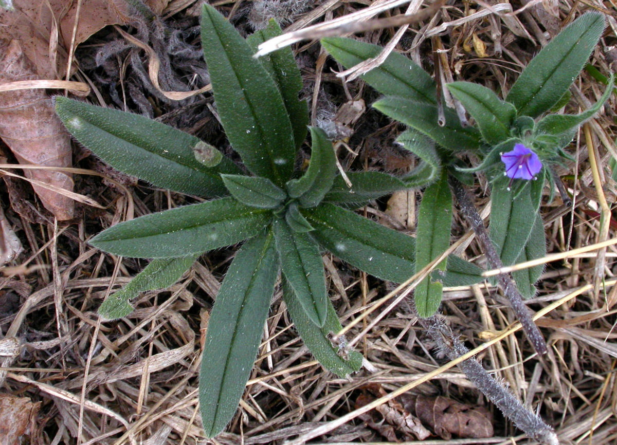 Echium vulgare (door Peter Meininger)